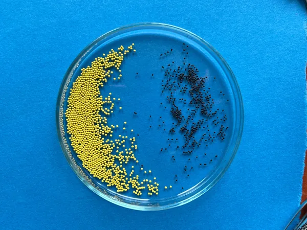 Raw Coleus seeds and Coleus pellets