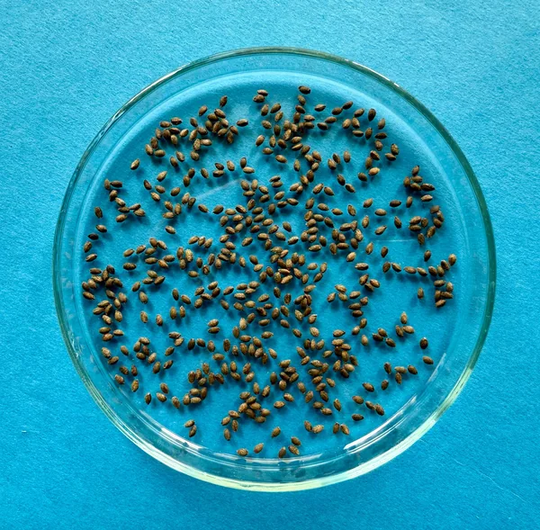 Raw Salvia seeds