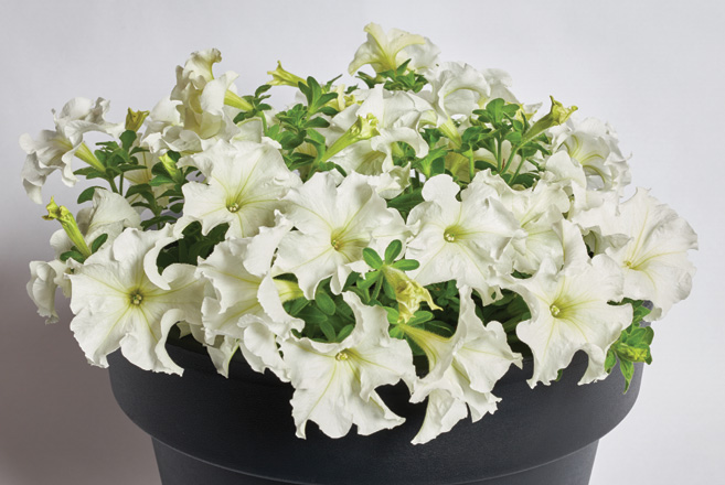 Mistral F1 White