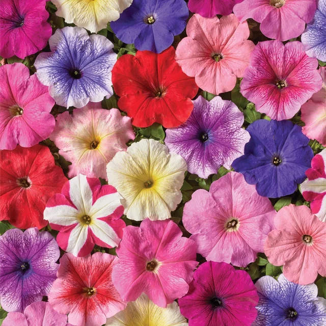 Multiflora Nana — colour mix