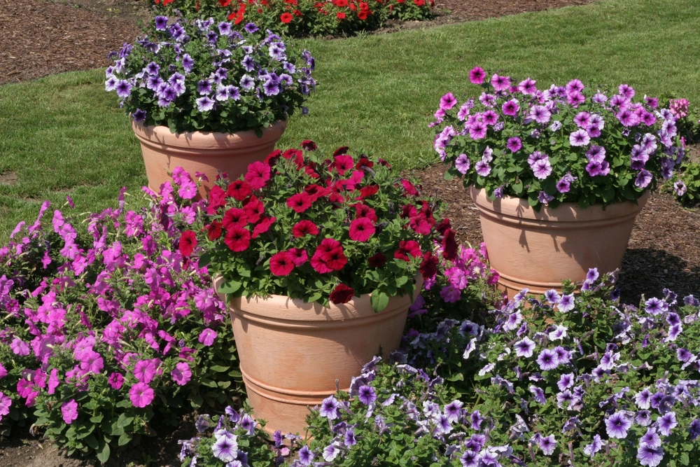 Petunias in the garden