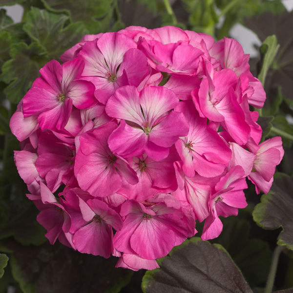 Night F1 Rose