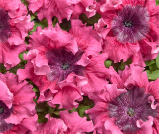 Petunia Superbissima