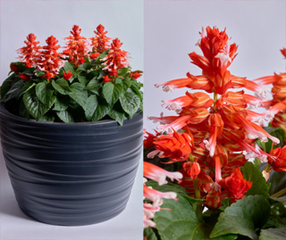 Salvia Splendens