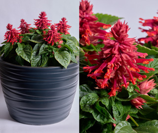 Salvia Splendens