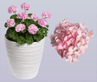Pelargonium Zonale