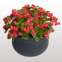 FlowerBall F1 Red