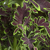 Coleus