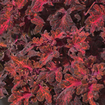 Coleus Blumei Colocha Mix