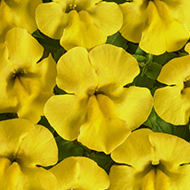 mimulus-hybrida