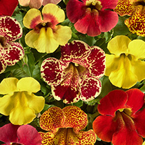 mimulus-hybrida