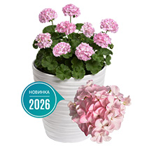 Pelargonium Zonale Falcon F1
