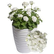 Pelargonium Zonale Falcon F1