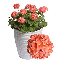 Pelargonium Zonale Falcon F1