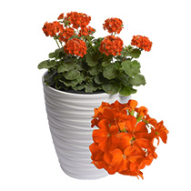 Pelargonium Zonale Falcon F1