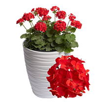 Pelargonium Zonale Falcon F1