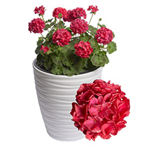 Pelargonium Zonale Falcon F1