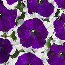 Petunia hybrida mistral