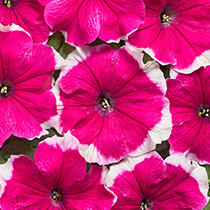 Petunia hybrida mistral