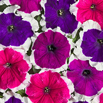 Petunia hybrida mistral