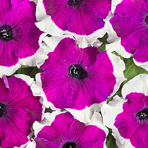 Petunia hybrida mistral