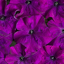 Petunia hybrida mistral