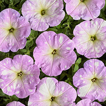Petunia hybrida multiflora nana Dot Star