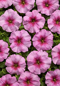 Petunia Eyelash