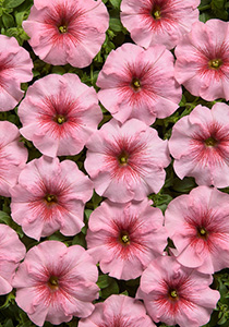 Petunia Eyelash