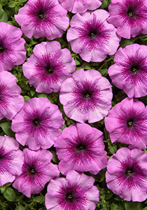 Petunia Eyelash