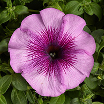 Petunia Eyelash