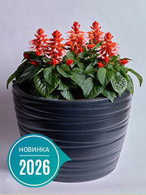 Salvia Splendens Hotbloom