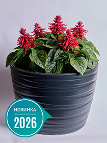 Salvia Splendens Hotbloom