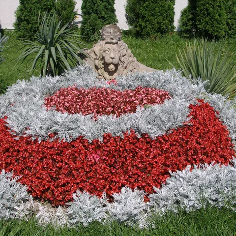 Бегония в саду · 4