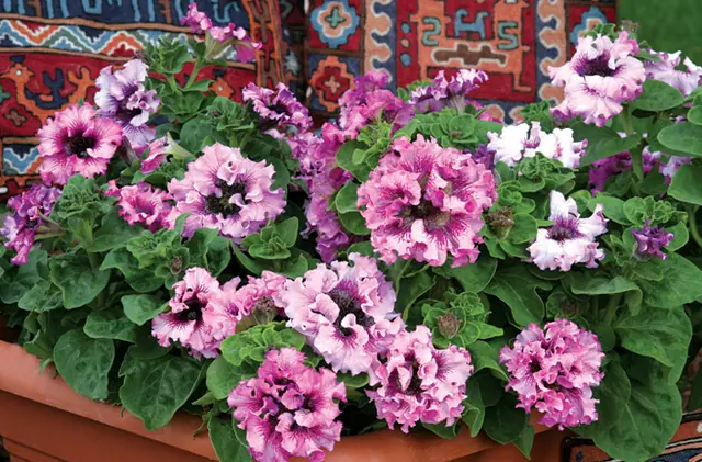 Petunia Superbissima · Plant detail
