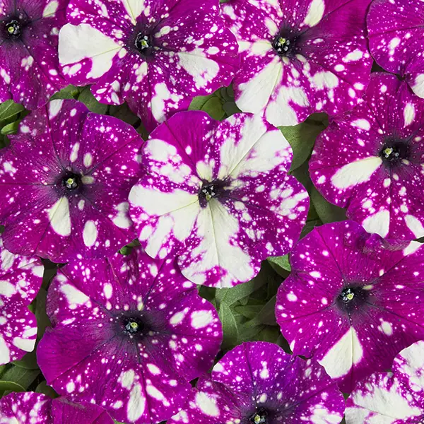 Dot Star F1 Dark Violet — violet flowers with white speckles