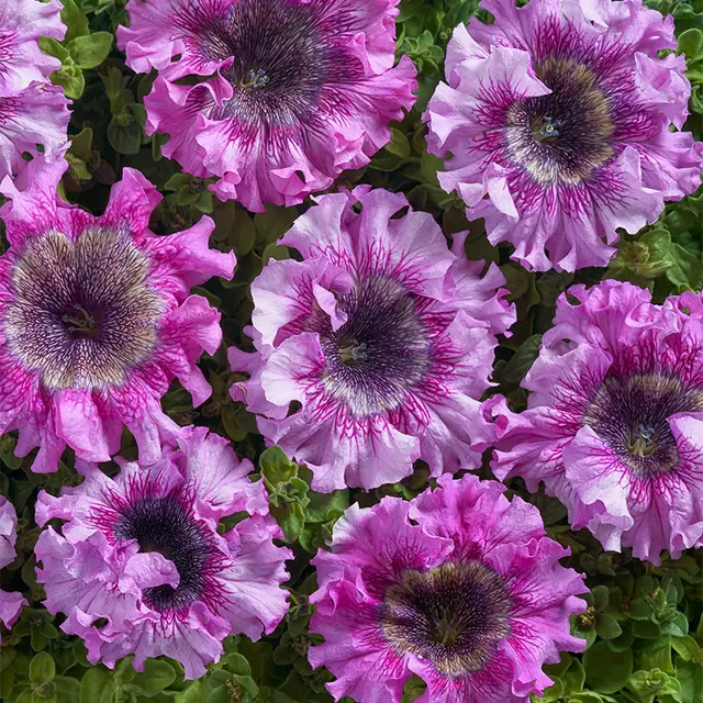 Rosea