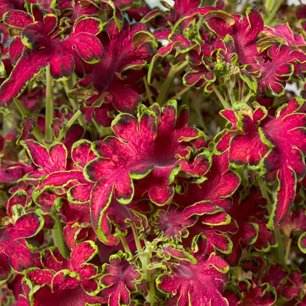 Colocha Rose — rich pink foliage with lime-green edges