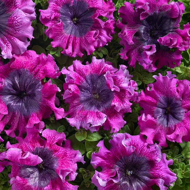 Dark Purple